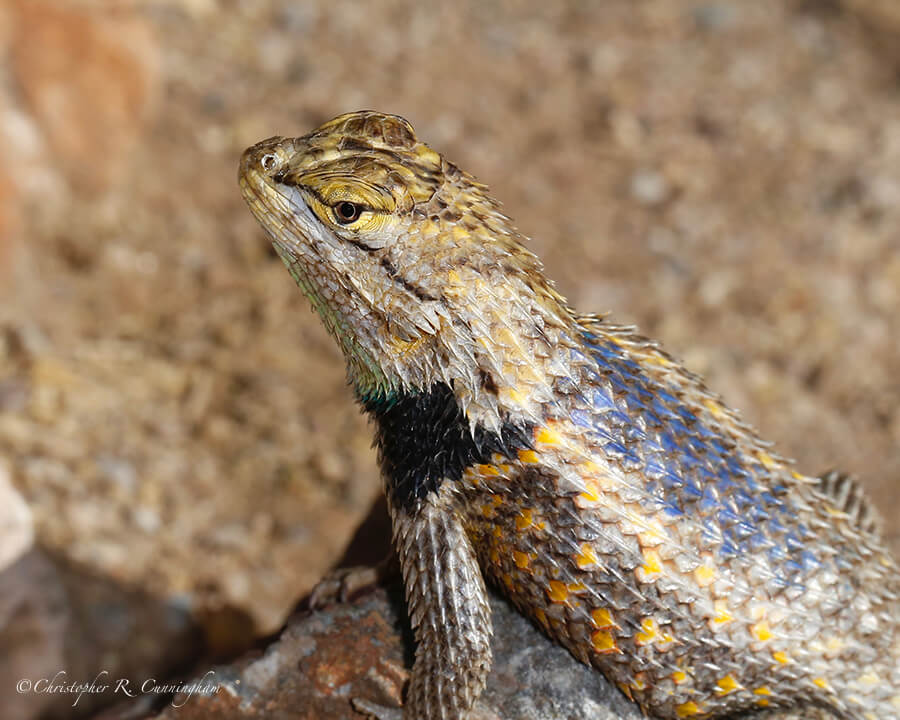 Sonoran Collared Lizard, Tucson Botanical Garden, Tucson, Arizona